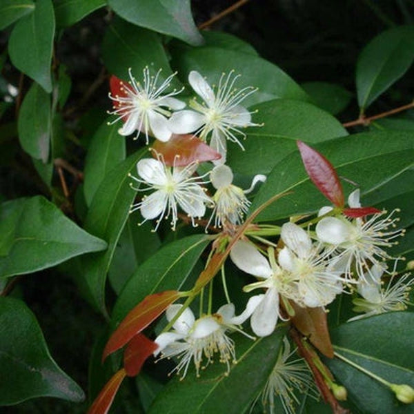 Copaiba Balsam Essential Oil - Organic