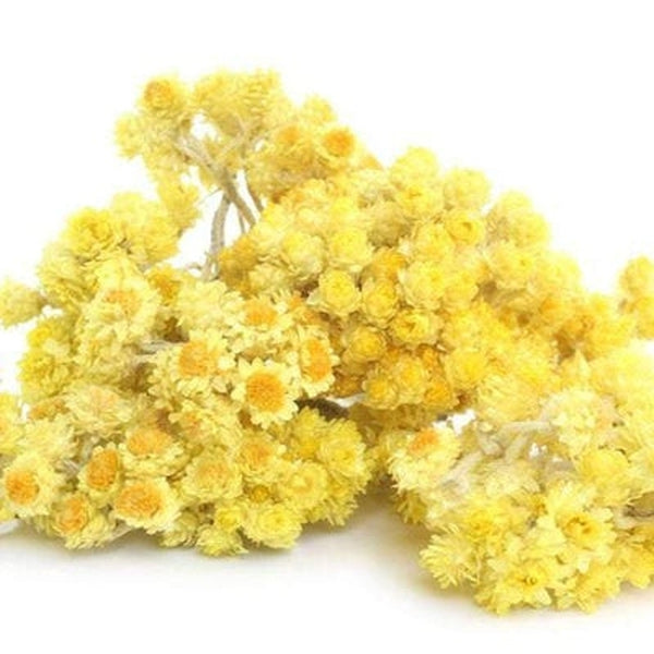 Helichrysum Italicum Essential Oil - Organic