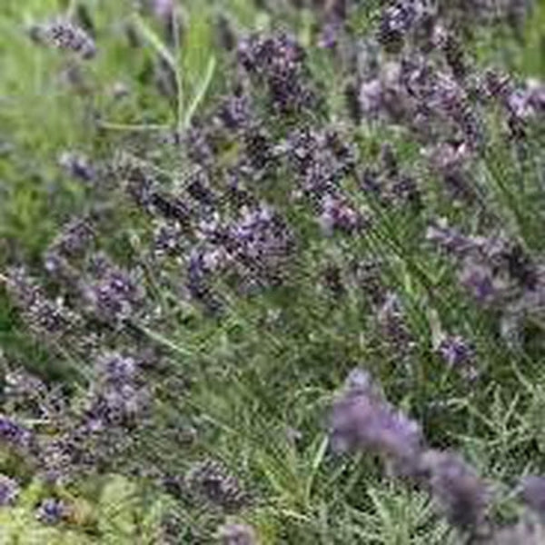 Lavender and Rosemary (All Natural) Fragrance Oil