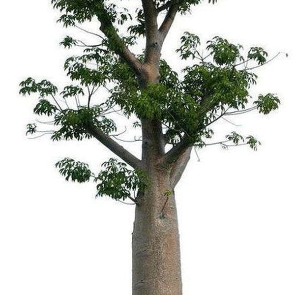 Baobab Oil - Virgin