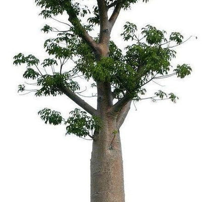 Baobab Oil - Virgin