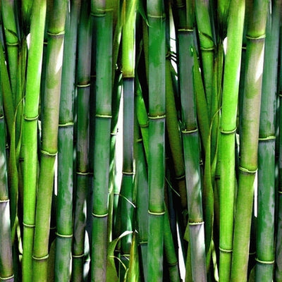 Liquid Bamboo Extract Non-GMO all Natural Samples 1,2,4,6,8,12,16,32,48,64,80oz Glass Options