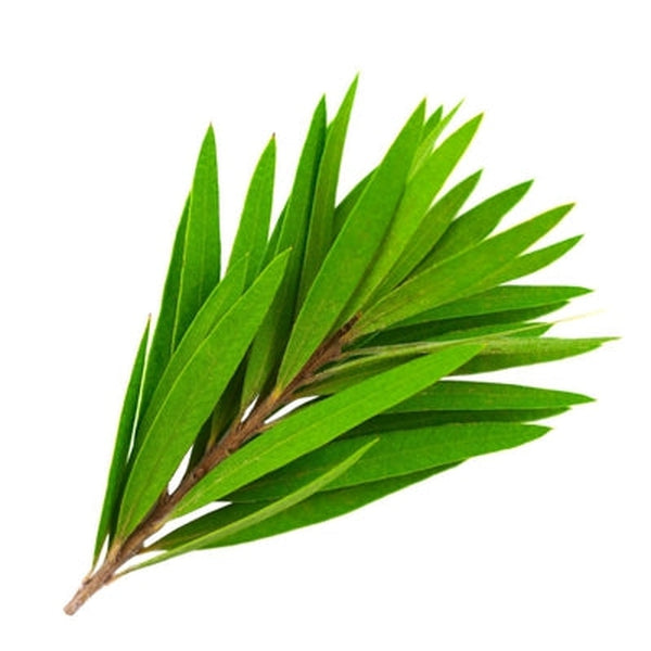 Tea Tree Water Hydrosol