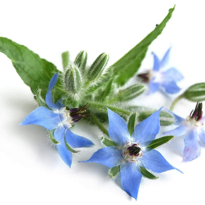 Organic Borage Oil (18% GLA) Cold Pressed