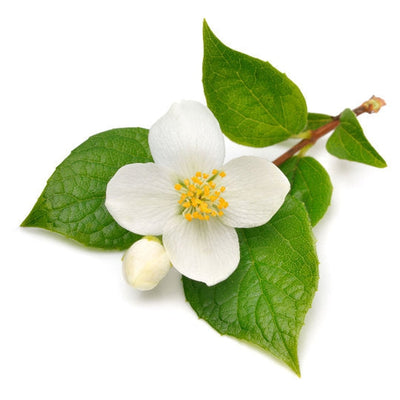 Nature Scents Jasmine Extract