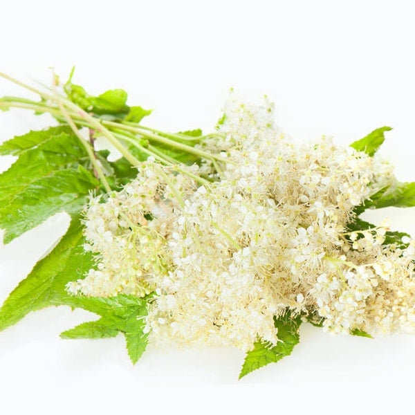 Meadowsweet Extract 20% Salicylates • Exfoliation• Problem Skin• Conditioning