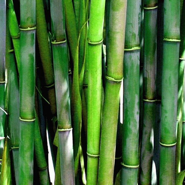 Bamboo Isoflavones Antioxidant Extract Biochelated Silica 1000x Stronger Than Vitamin C