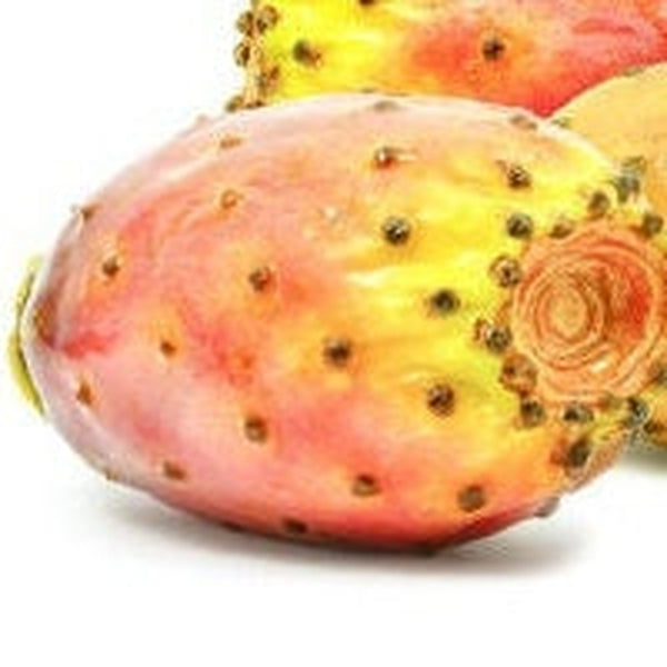 Prickly Pear Extract (Water Soluble) Regenerative/ Anti-aging/ Damaged Skin