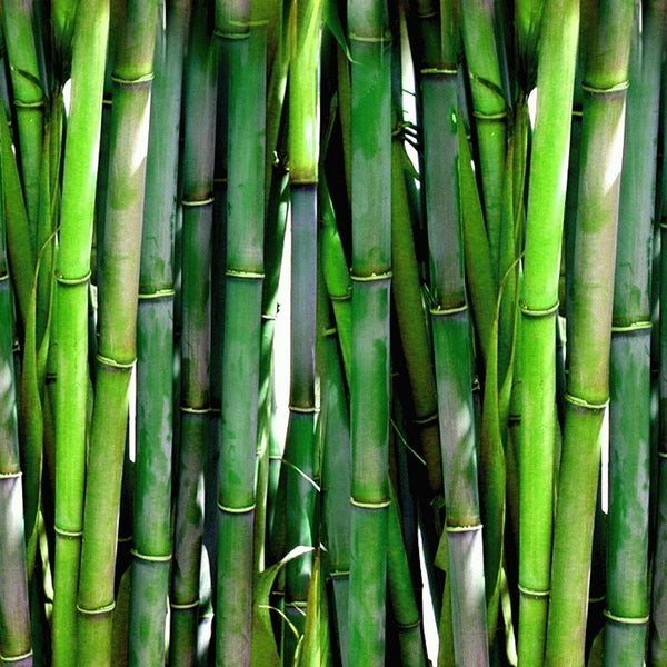 Bamboo Extract - Oil Soluble