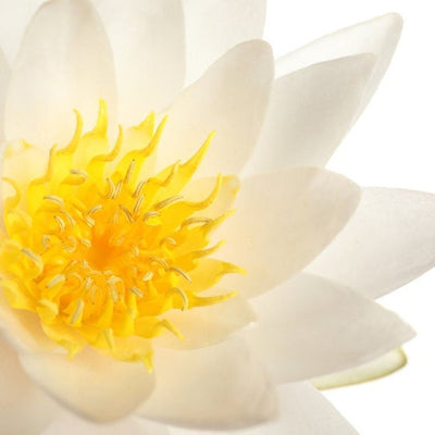 White Lotus Extract Powder (Nelumbo Nucifera) Anti-Inflammation Hydrating Pigment and Wrinkle Reduction