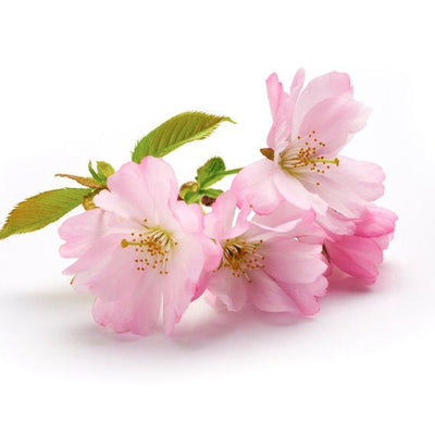 Cherry Blossom Extract Oil Soluble (Prunus Serrulata) Antioxidant / Anti-aging/ Pigmentation