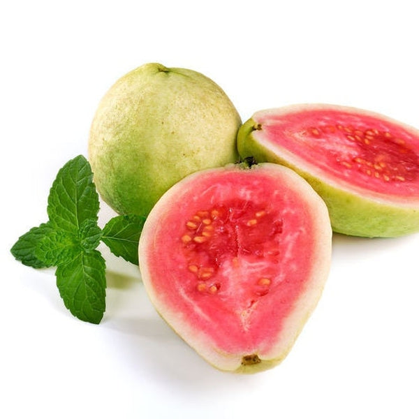 Guava Botanical Glycerin Extract (Water Soluble)