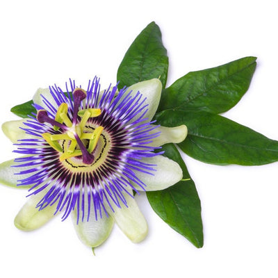 Passion Flower Botanical Extract Powder Amazing Nutrition for Skin/Hair/Body 1,2,3,4,5,6,8,12,16 oz lb Samples Glass Options