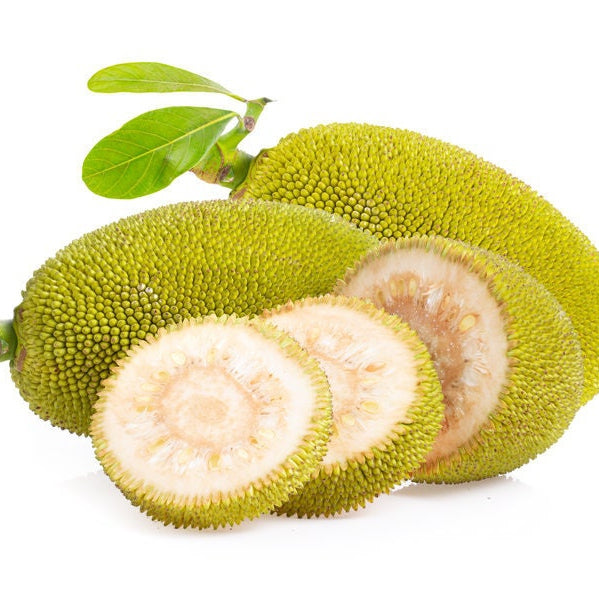 Jackfruit Seed Extract (Water Soluble) Skin Lightening• Anti-aging• Damaged Skin• Fights Wrinkles• Promotes Hair Growth