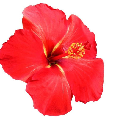 Hibiscus Flower Infusion (Oil Soluble) Healing • Anti-Aging • Regenerative • Damaged Skin • Problem Skin