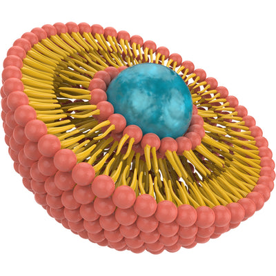 Liposome zoomed in to show biological membrane