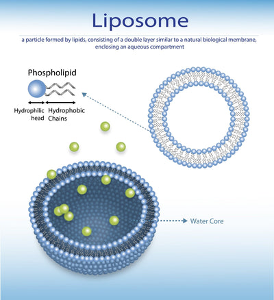 Liposome zoomed in to show phospholipid layer