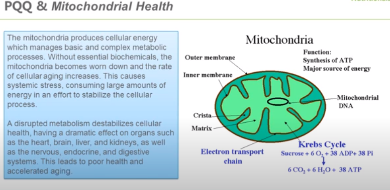PQQ & Mitochondrial Health