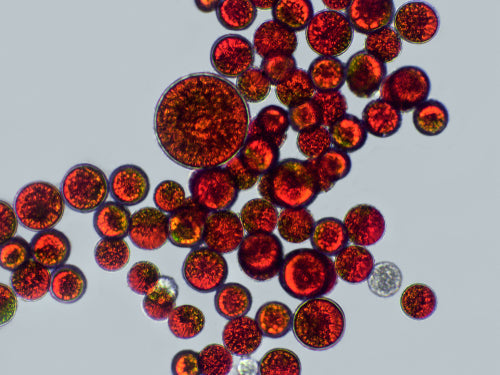 ASTAXANTHIN (10%) POWDER - WATER SOLUBLE