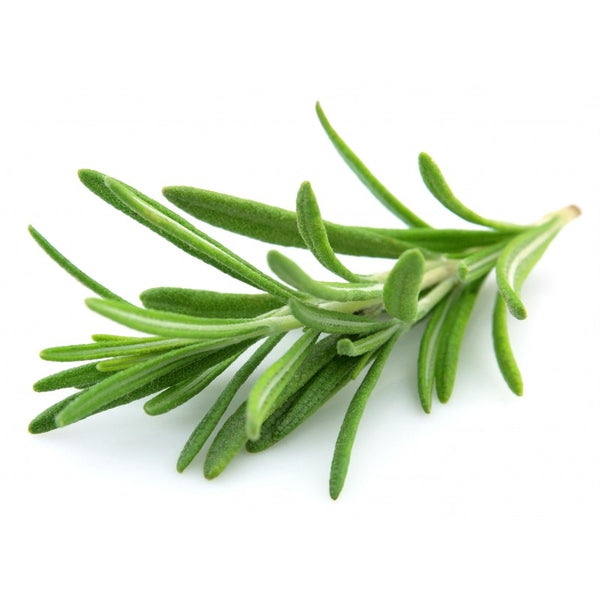 Rosemary Botanical Extract Powder