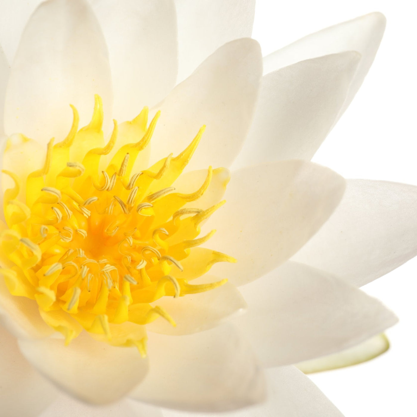 Sacred Lotus Pollen Powder